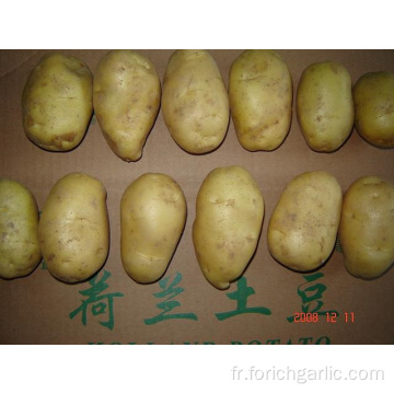 Pommes de terre fraîches de bonne qualité à prix compétitif